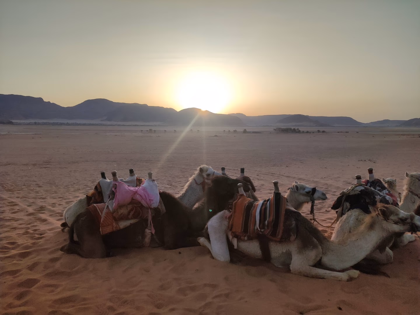 Main photo of Wadi Rum Desert Camp