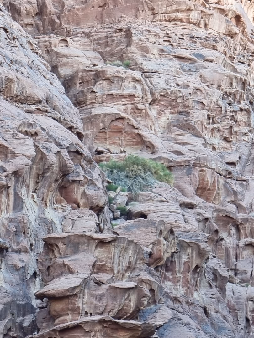 Main photo of Wadi Rum Gate Camp