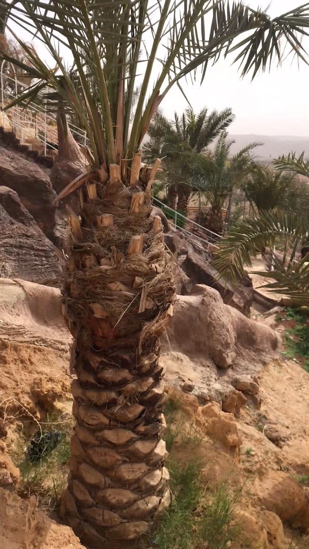 صورة مصغرة 2 من 9