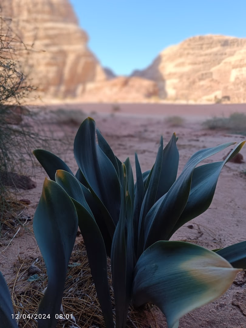 Main photo of Wadi Rum Fire Camp
