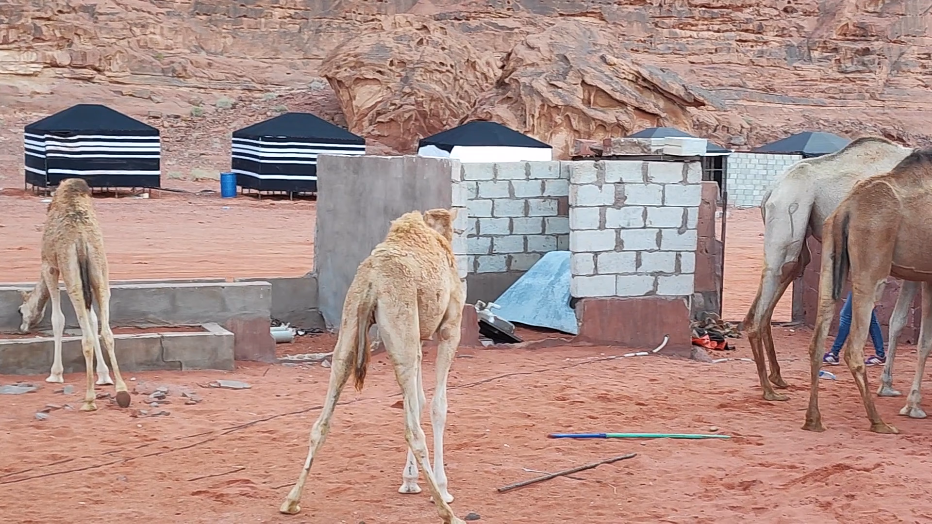 Main photo of Enjoy Wadi Rum camp