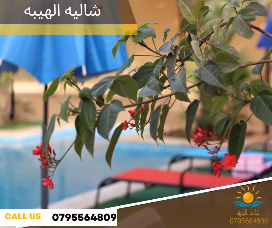 صورة مصغرة 9 من 9