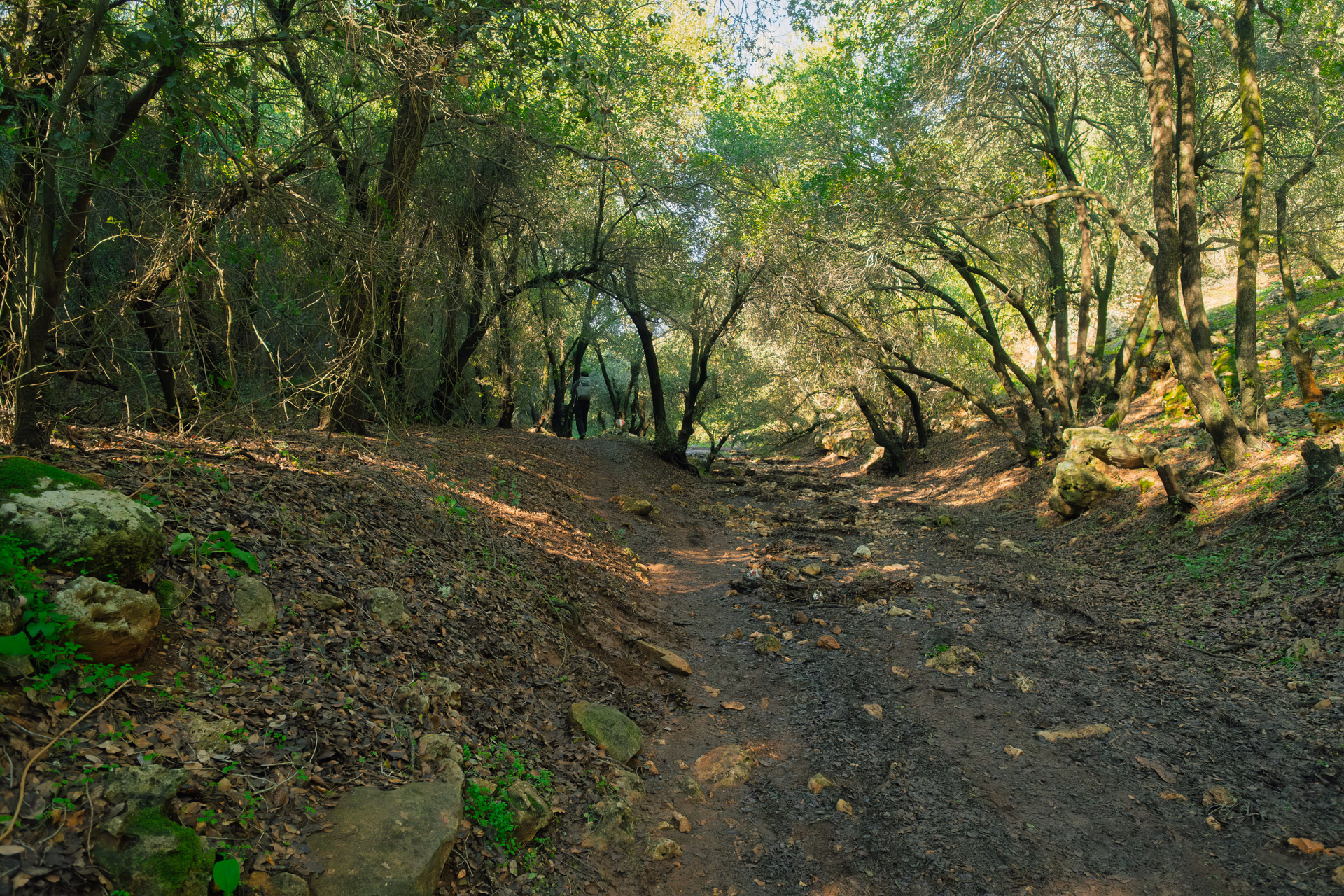 Ajloun travel guide: forest, castle, and where to stay